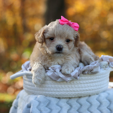 Angie - Available 11/25