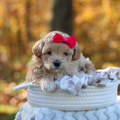 Arie - Available 11/25