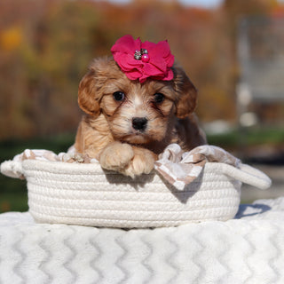 Lassie - Available 11/25