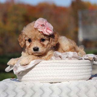 Lacy - Available 11/25