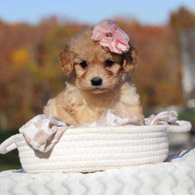 Lacy - Available 11/25