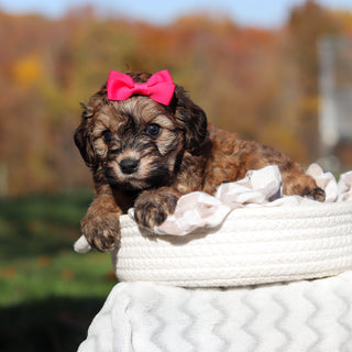 Libby - Available 11/25