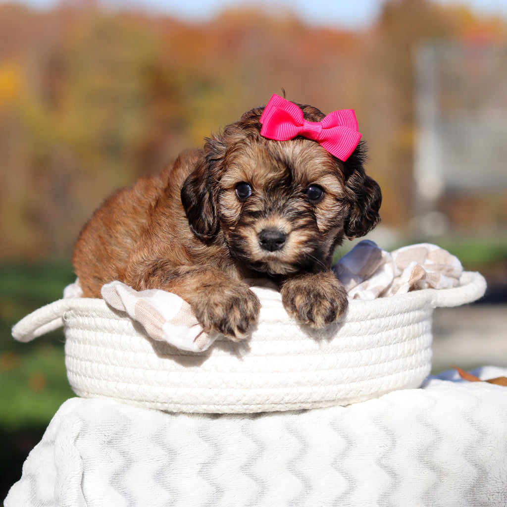 Libby - Available 11/25