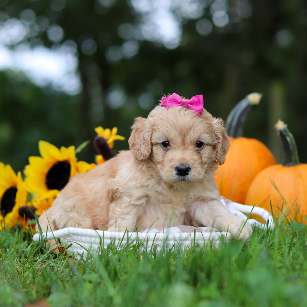 Helen - Available 10/29