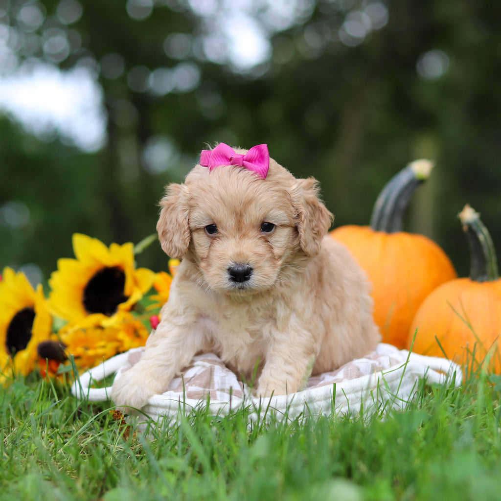 Helen - Available 10/29