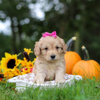 Helen - Available 10/29
