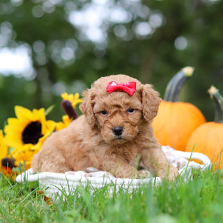 Harper - Available 10/29