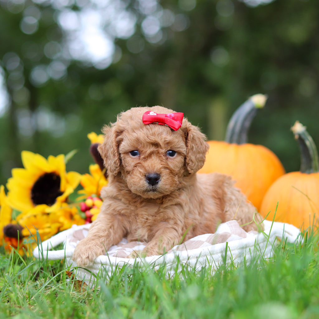 Harper - Available 10/29