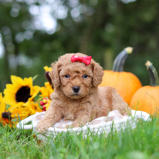 Harper - Available 10/29