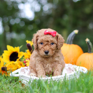 Harper - Available 10/29