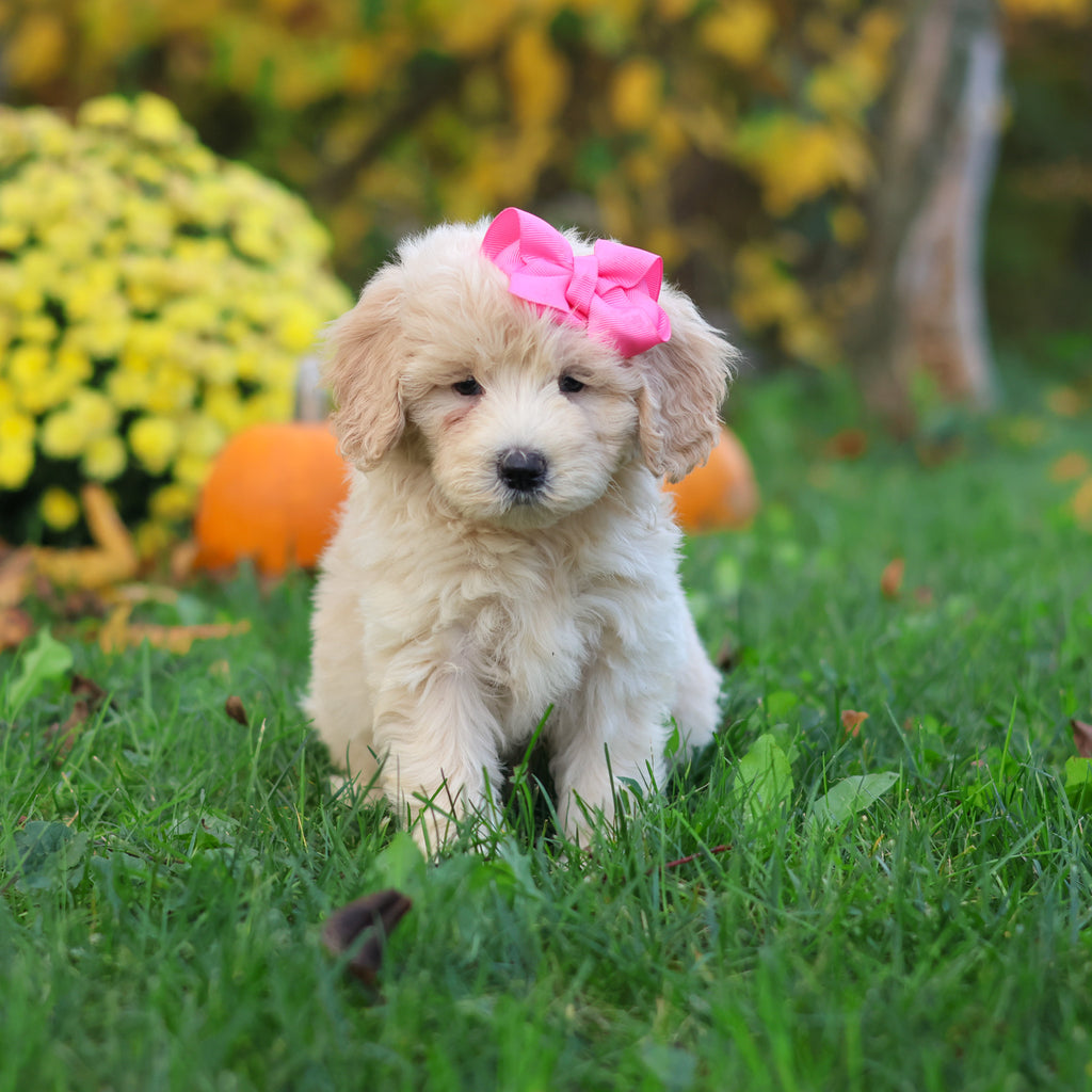 Haley - Available 10/29