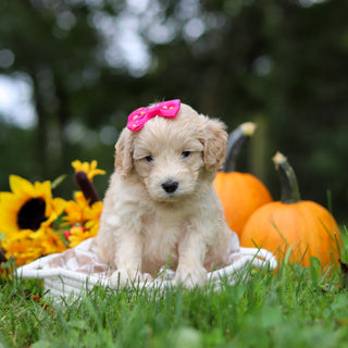 Haley - Available 10/29