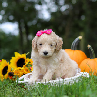Haley - Available 10/29