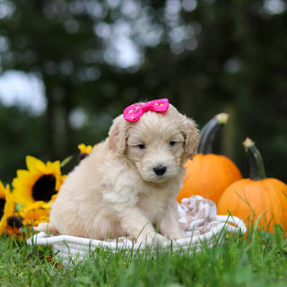 Haley - Available 10/29