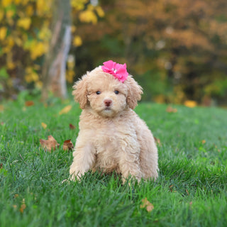 Henrietta - Available 10/29