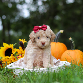 Henrietta - Available 10/29