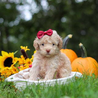 Henrietta - Available 10/29