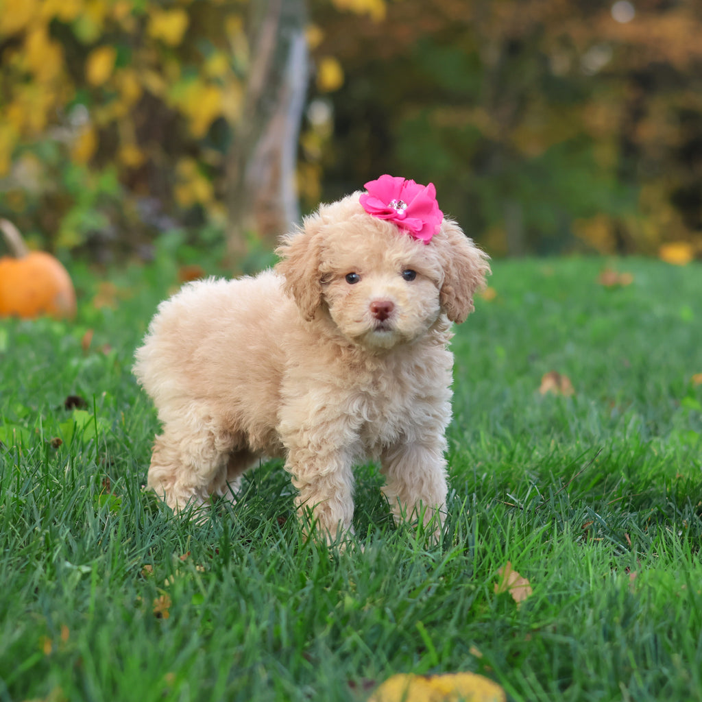 Henrietta - Available 10/29