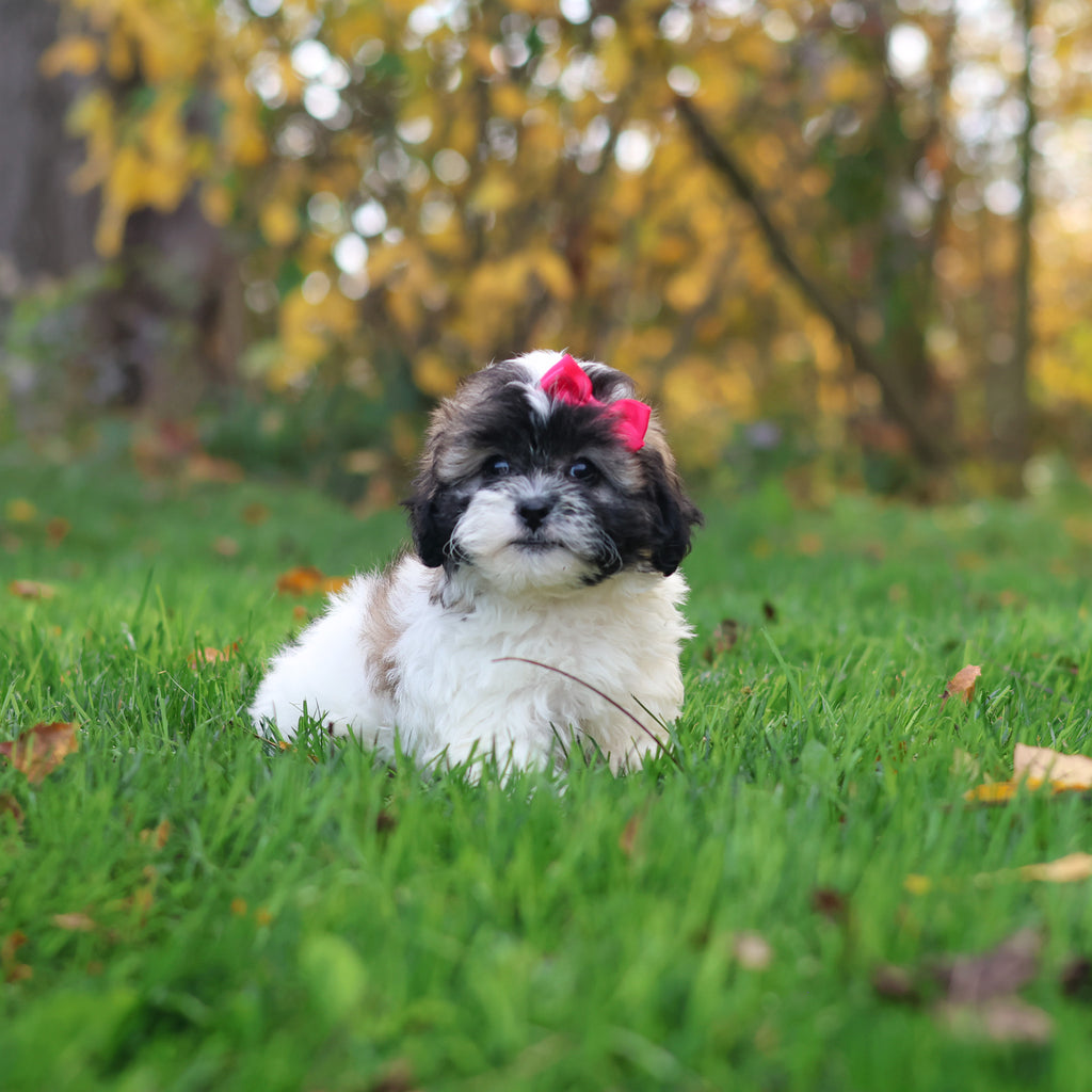 Ginny - Available 10/29