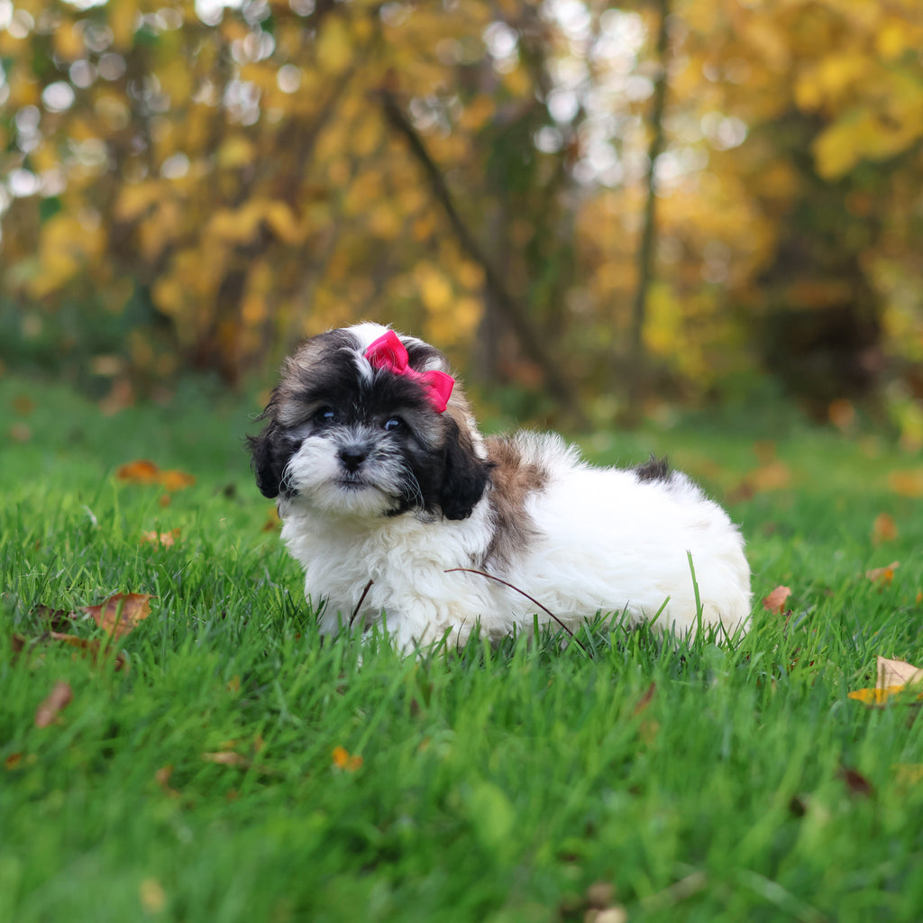 Ginny - Available 10/29