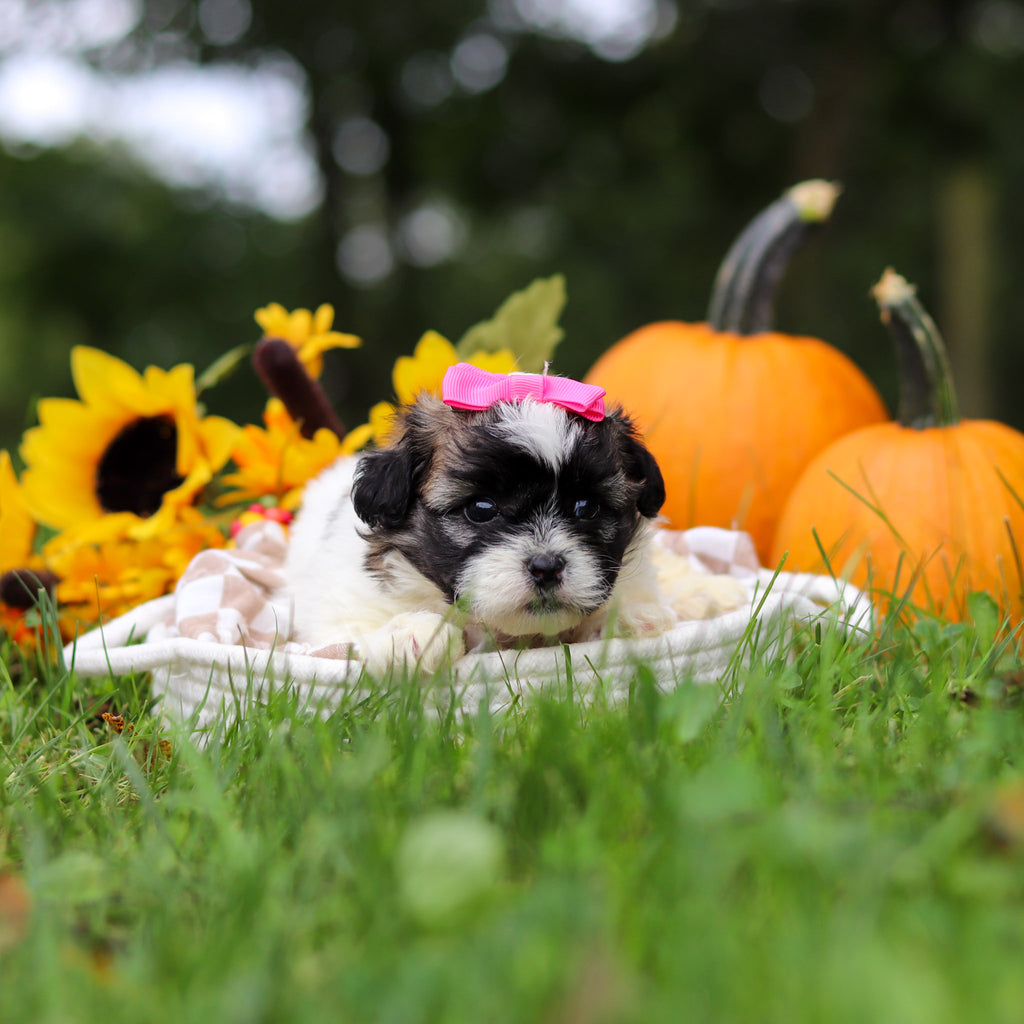 Ginny - Available 10/29