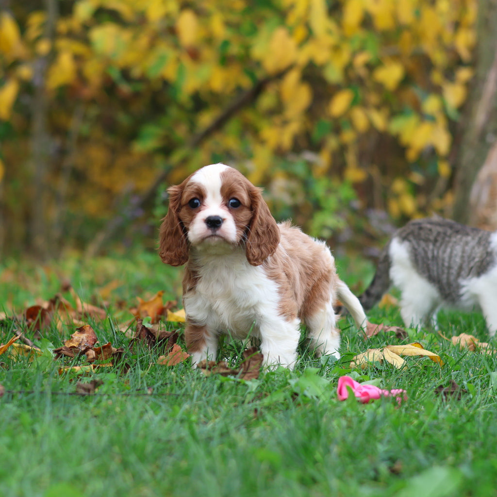 Maple - Available 10/29