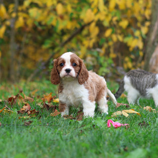 Maple - Available 10/29