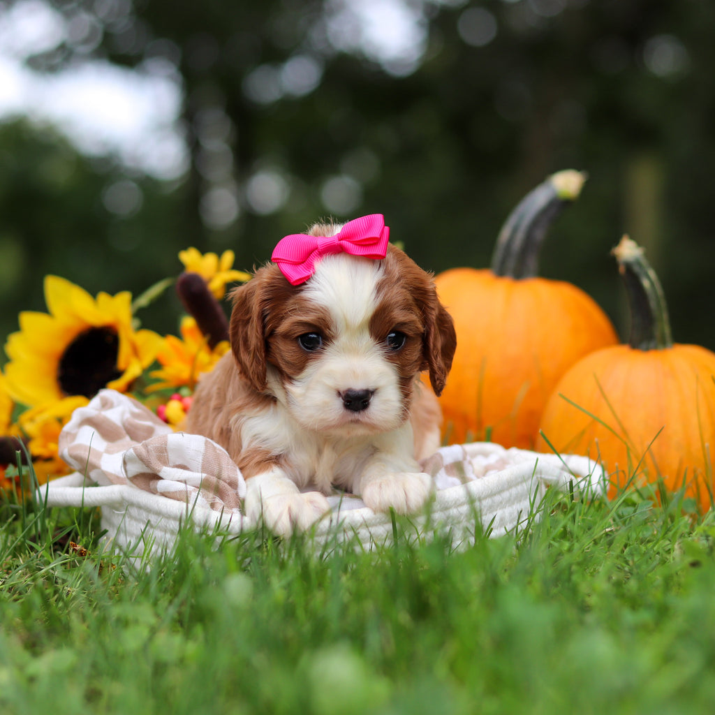 Maple - Available 10/29