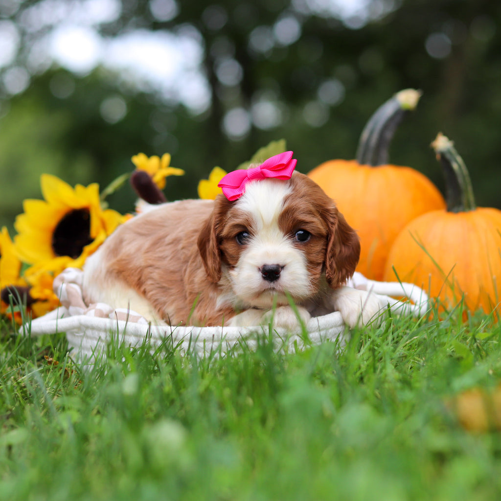 Maple - Available 10/29
