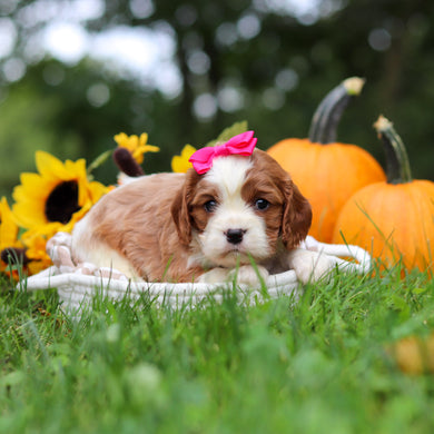 Maple - Available 10/29
