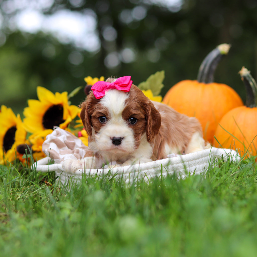 Maple - Available 10/29