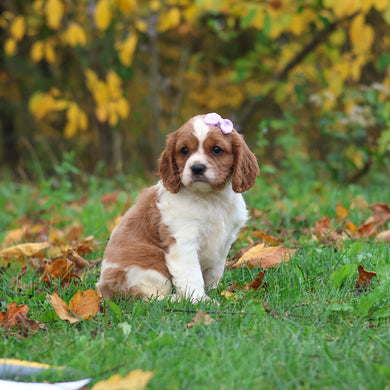 Minnie - Available 10/29