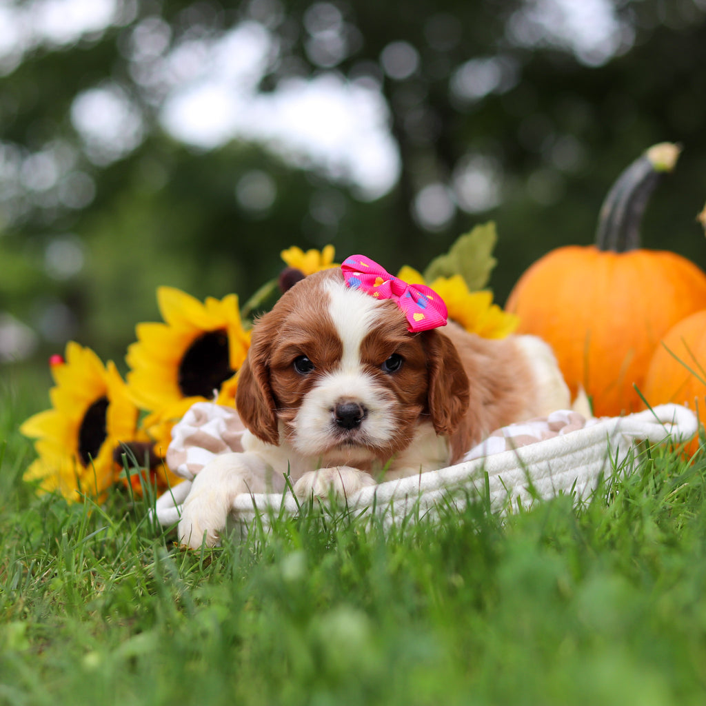 Minnie - Available 10/29