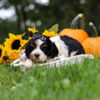 Molly - Available 10/29