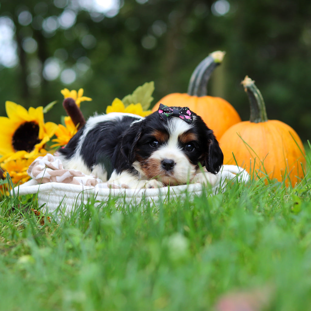 Molly - Available 10/29