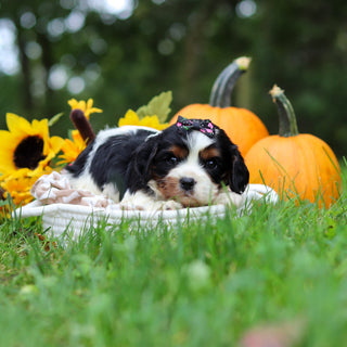 Molly - Available 10/29