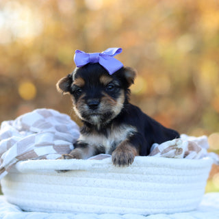 Bliss - Available 12/3