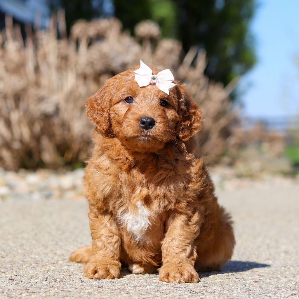 Juliet - Available 5/14