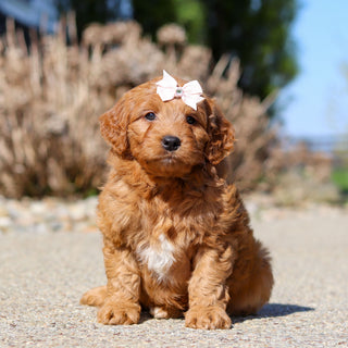 Juliet - Available 5/14