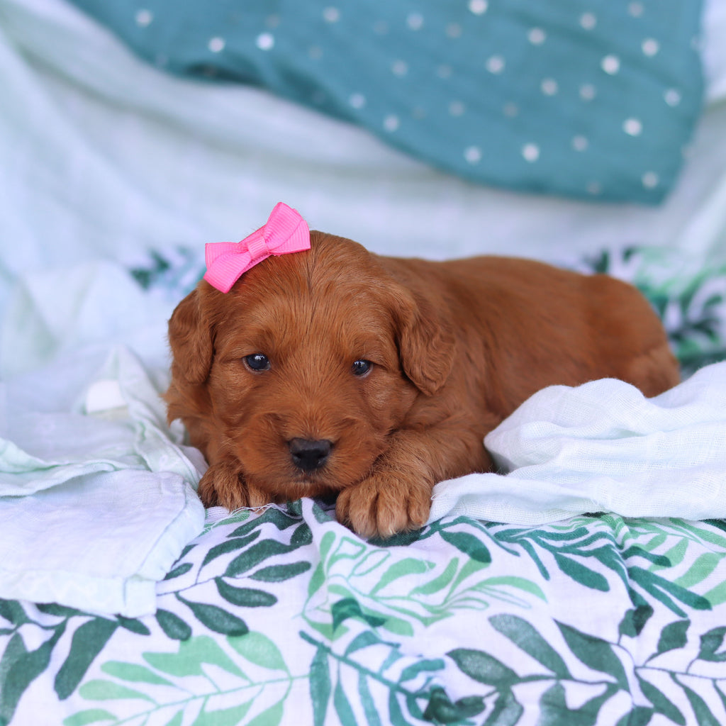 Juliet - Available 5/14