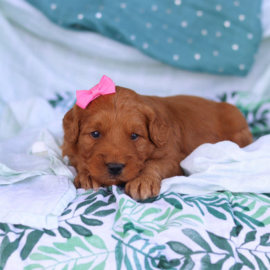 Juliet - Available 5/14