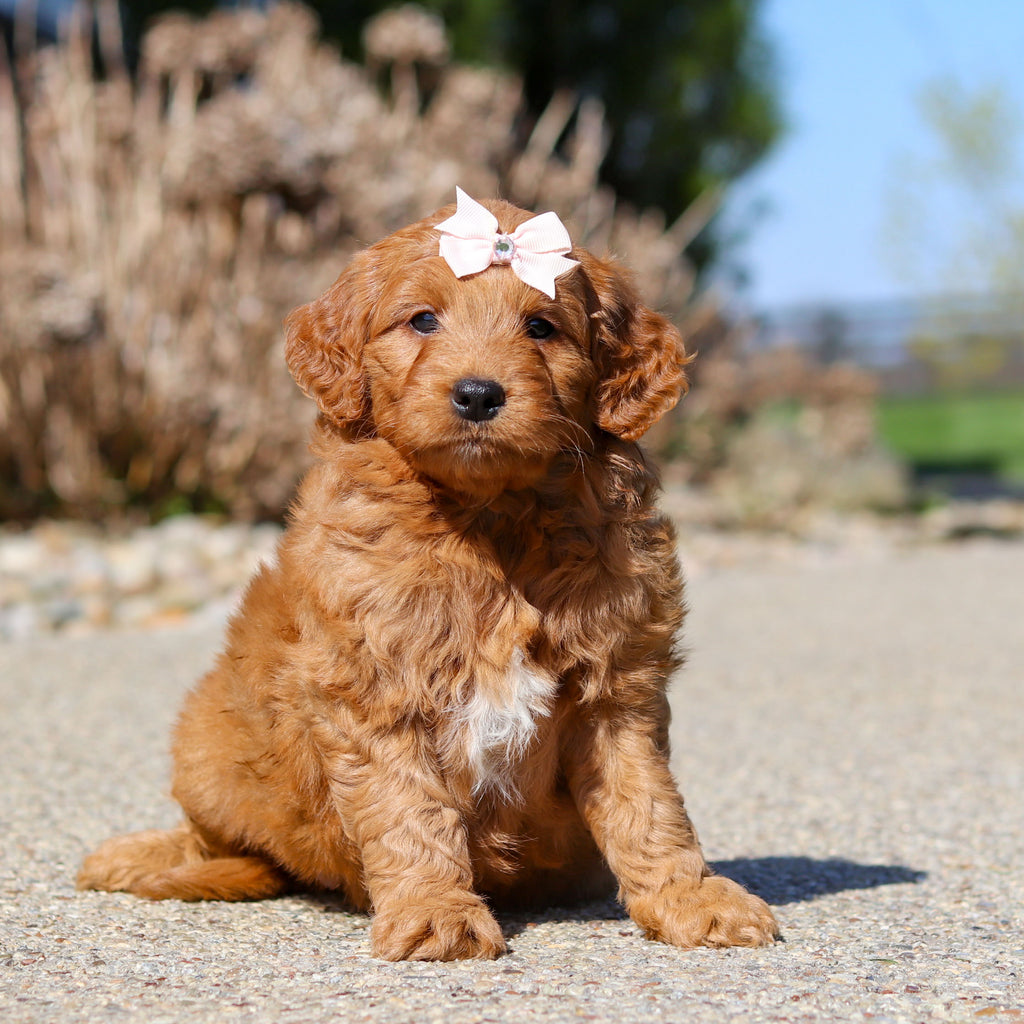 Juliet - Available 5/14