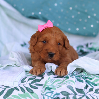 Juliet - Available 5/14