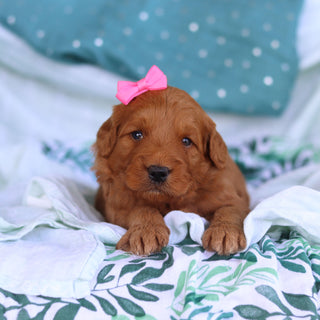Juliet - Available 5/14