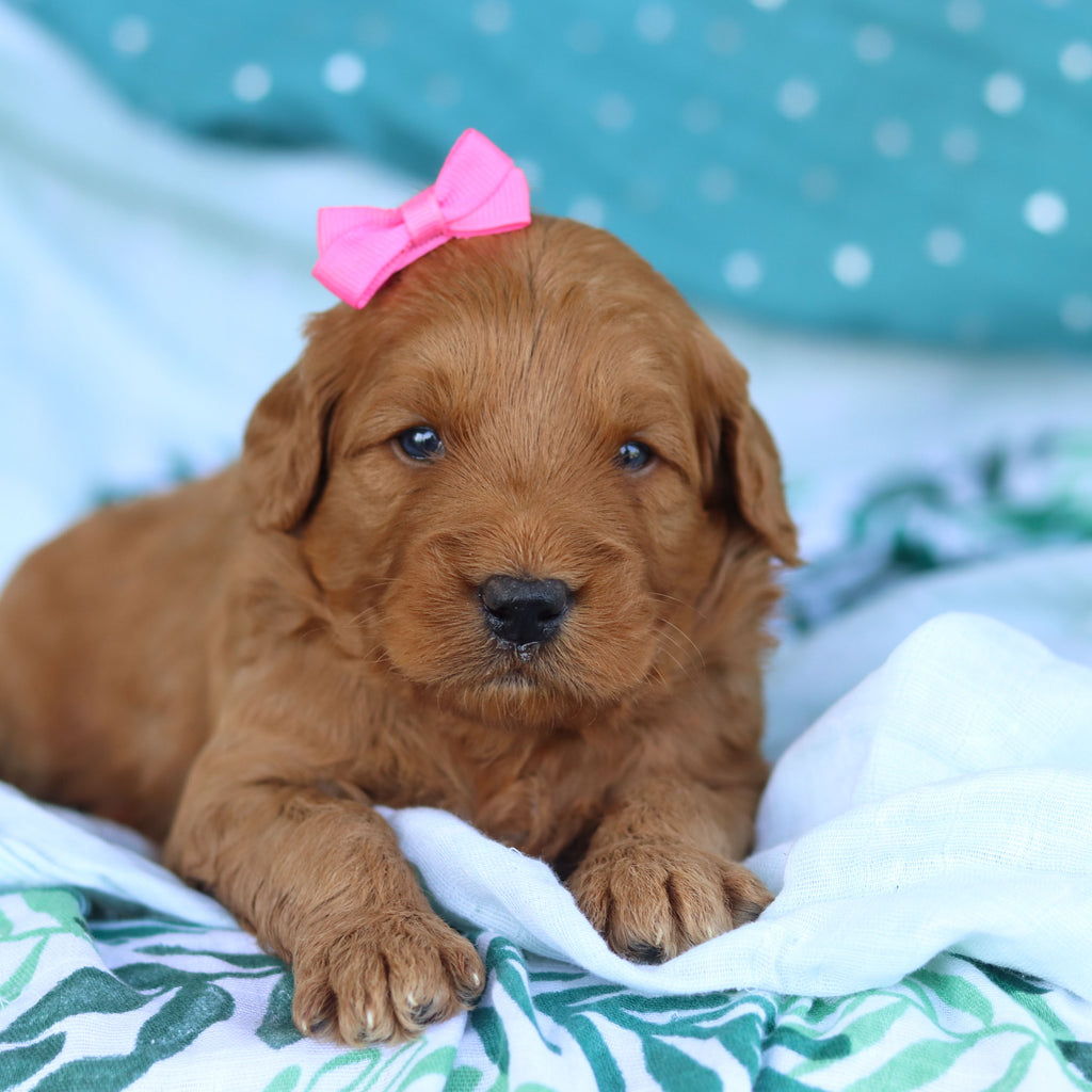 Juliet - Available 5/14