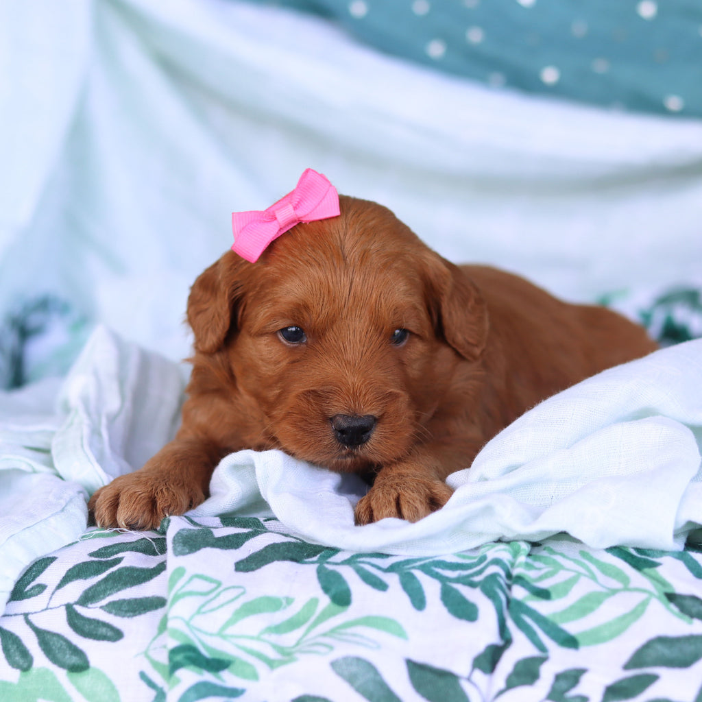 Juliet - Available 5/14