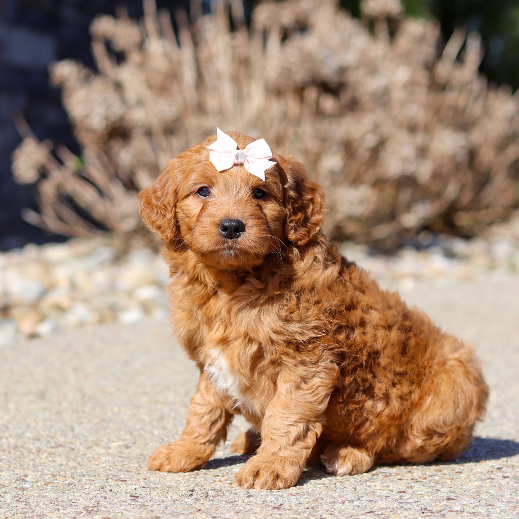 Juliet - Available 5/14