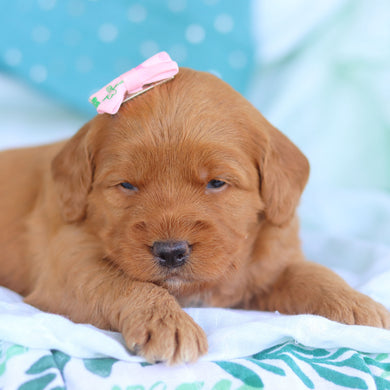 Jasmine - Available 5/14