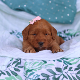Jasmine - Available 5/14