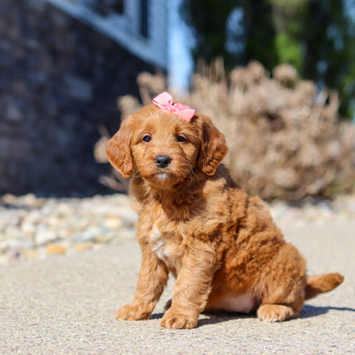 Jasmine - Available 5/14